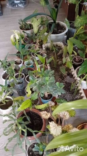 Комнатные цветы