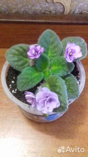 Отростки домашних цветов