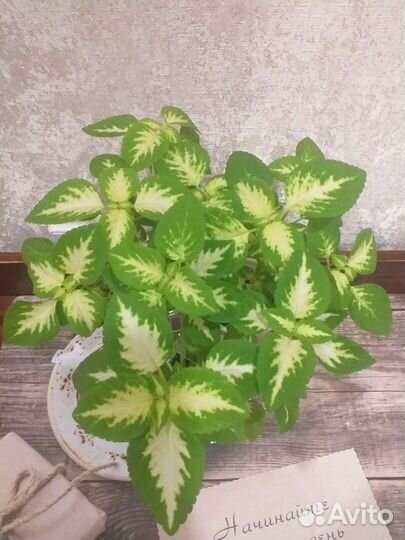 Растения для дома и дачи