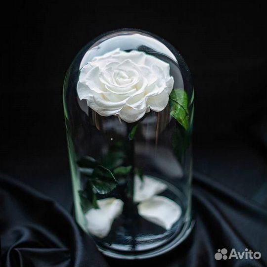 Роза в колбе живая