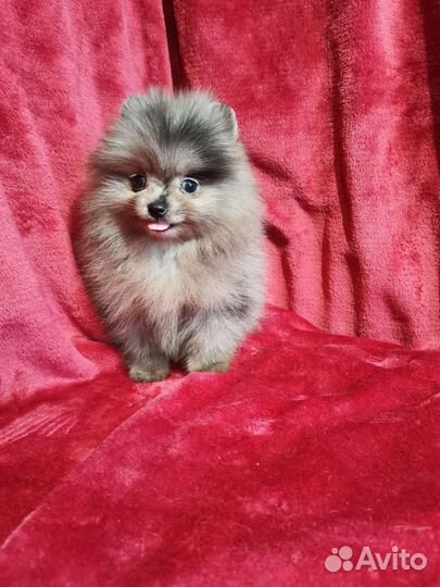 Пом детишки, мохнатые мишки