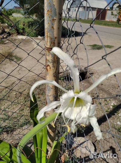 Гименокаллис Исмена