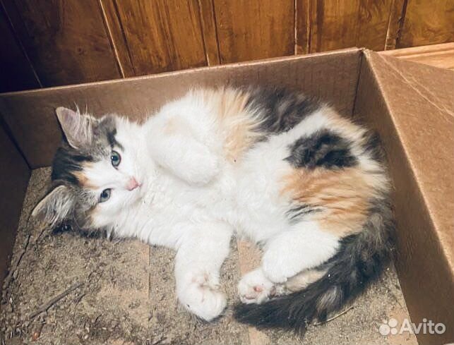 Малышка трехцветная Ася ищет семью