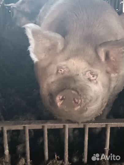 Хряк Василь