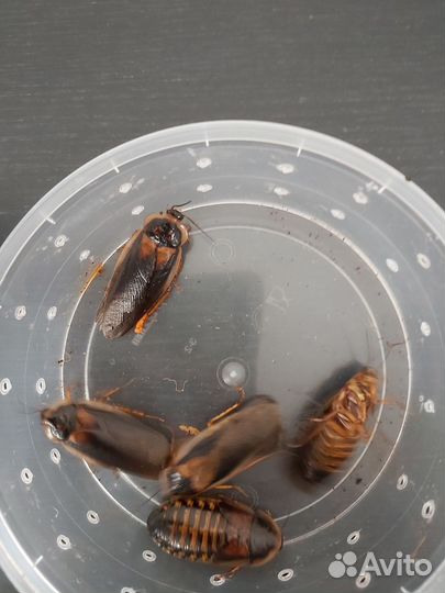 Кормовые насекомые