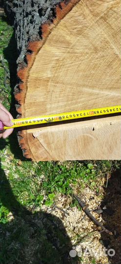 Продам ствол дуба