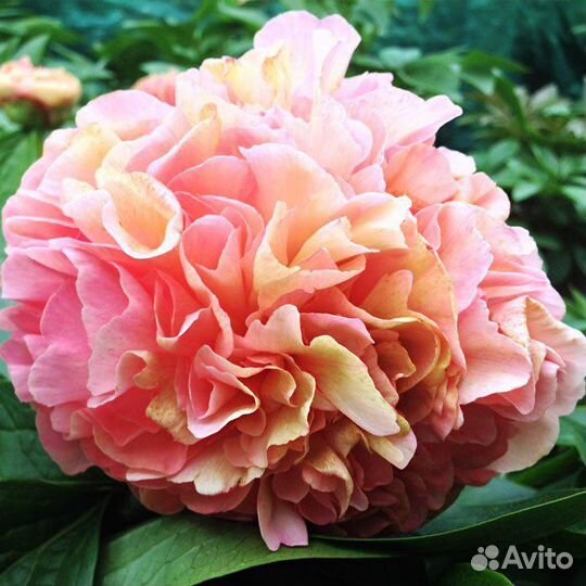 Пионы деленки Лоис Чойс