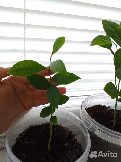 Лимонное деревце