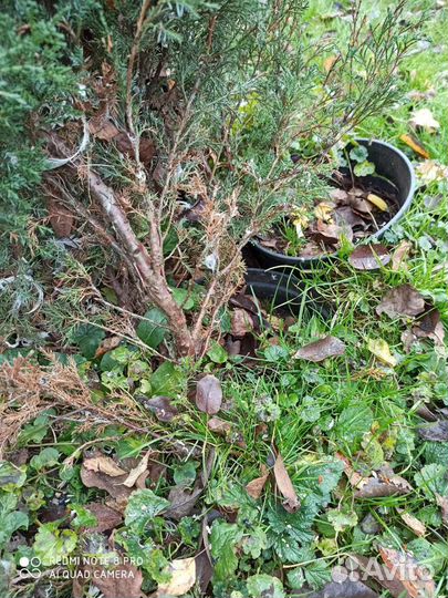 Можжевельник казацкий