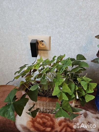 Кислица оксалис или Бабочка