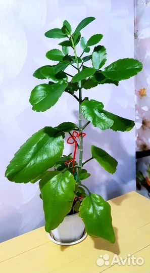 Комнатные растения цветы