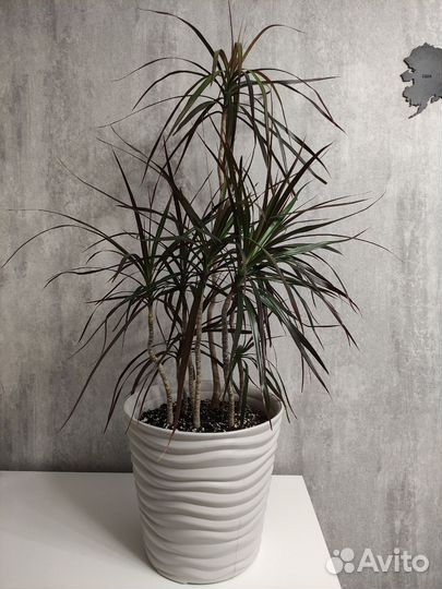 Комнатные цветы драцена