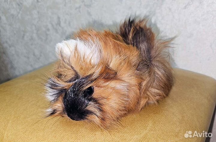 Малыши морских свинок