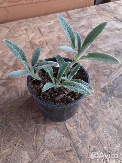 Чистец шерстистый