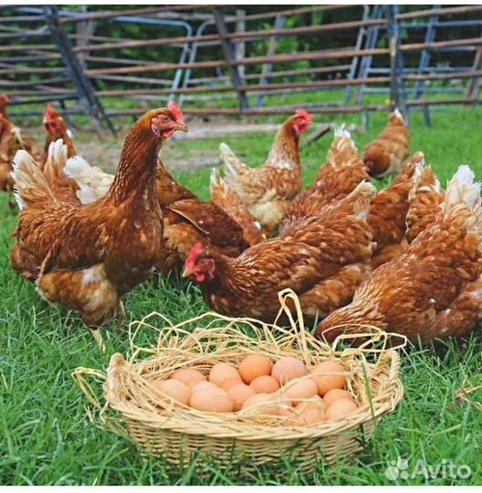 Куры несушки домашние