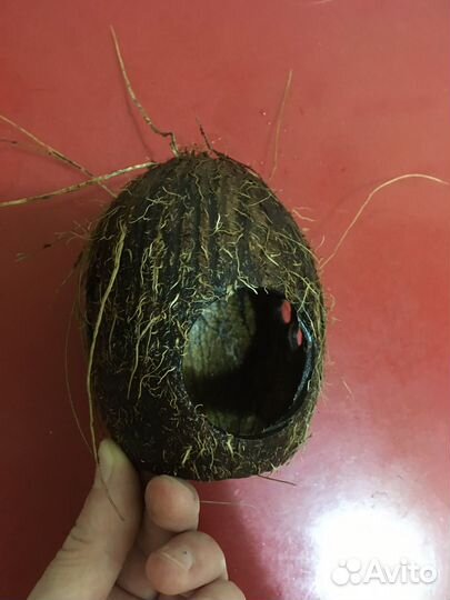 Кокос-грот для аквариума