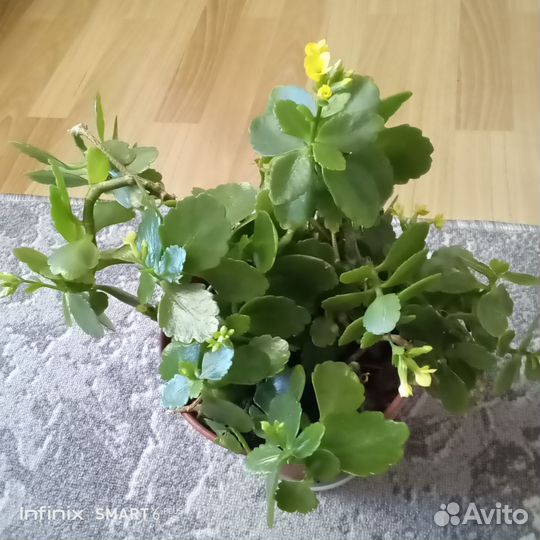 Комнатные цветы