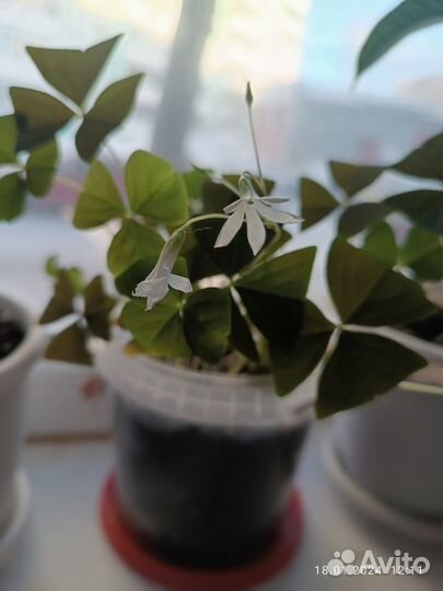 Продам оксалис