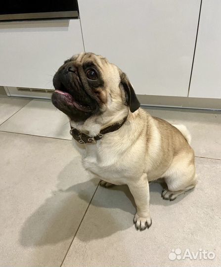 Вязка мопс мальчик