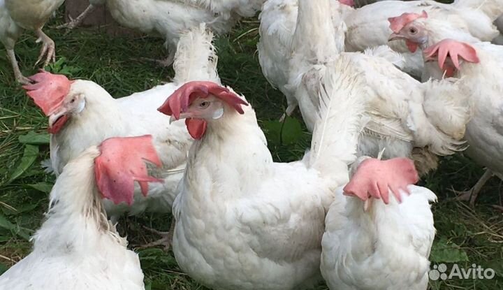 Курицы породы Леггорн