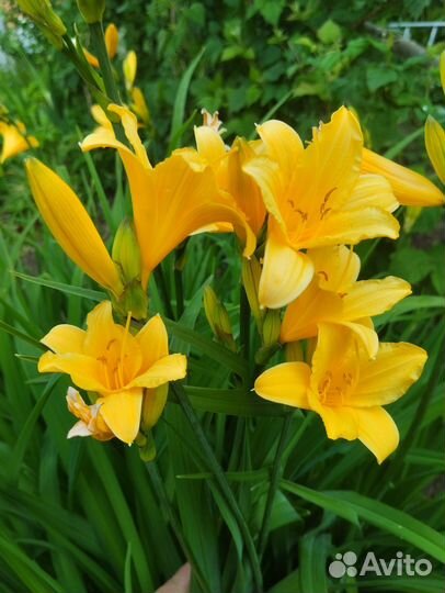 Многолетники для сада цветы