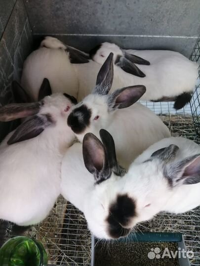 Калифорнийские кролики