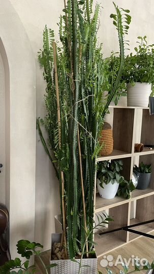 Комнатные цветы