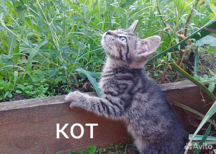 Кошки в добрые руки