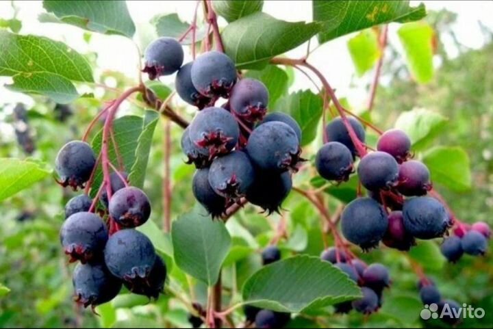Саженцы ирги обыкновенной