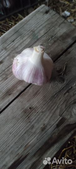 Чеснок озимый