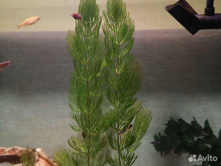 Водоросли роголистник