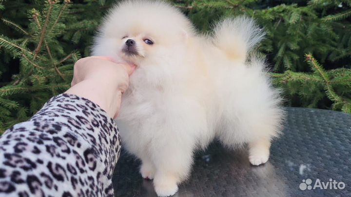 Шпиц девочка