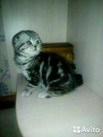 Коты на вязку, котята в продаже