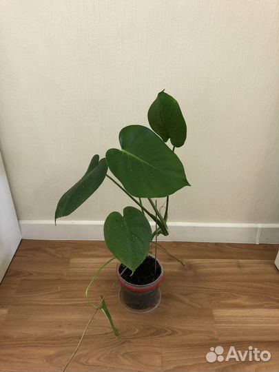 Монстера (детки)