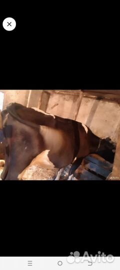 Корова дойная