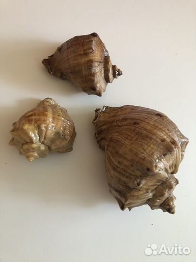 Морские ракушки