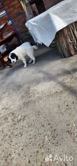 Щенок в добрые руки бесплатно