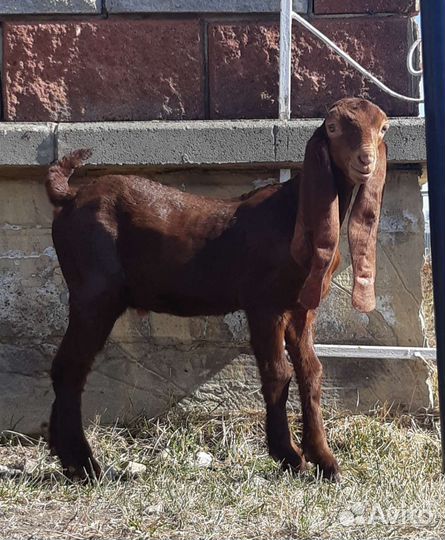 Козлики камори