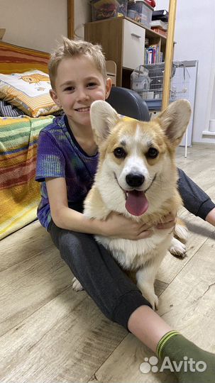 Передержка собак