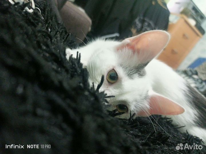 Котенок в добрые руки