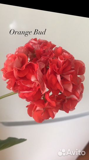 Пеларгония Сортовая