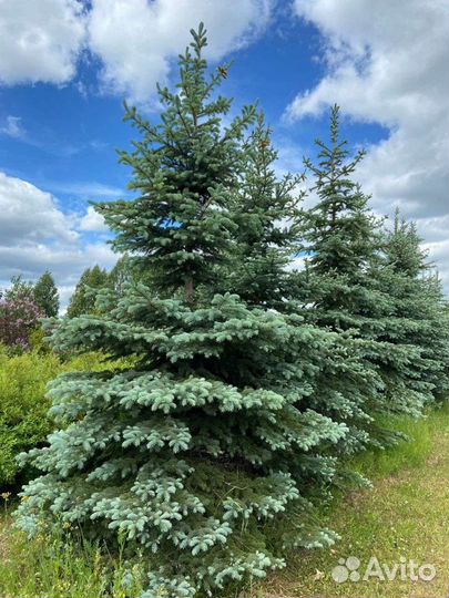 Ель голубая колючая