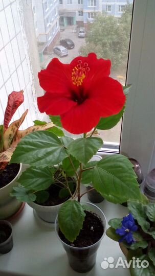 Гибискус красный