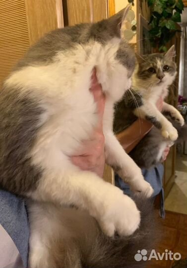 Кот котенок