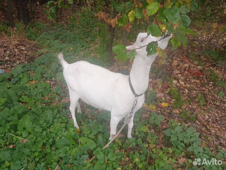 Молочные козы