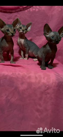 Девочки канадские