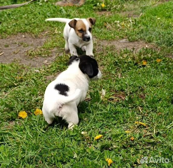Щенки гладкошерстные бесплатно