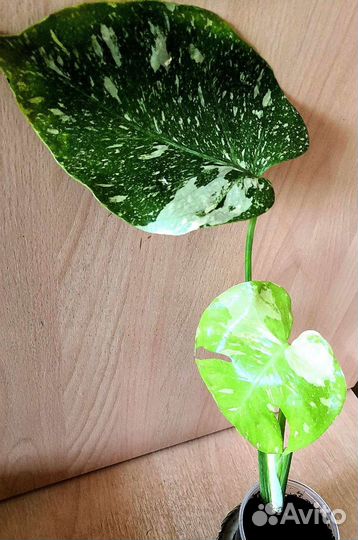 Монстера Thai Constellation