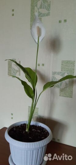 Спатифиллум цветущий