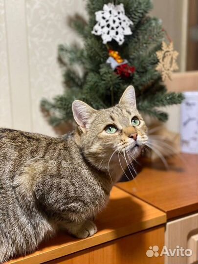 Отдаю кошку Латину в добрые руки